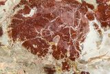 Beautiful Petrified Wood (Araucaria) Slab - Madagascar #361463-1